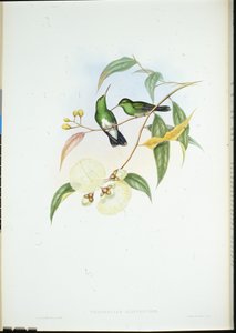Weißbauch-Smaragd (Thaumatias Albiventris)