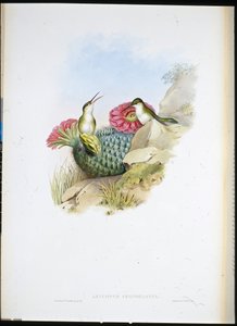 Weißbrust-Leucippus (Leucippus chionogaster)