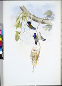 Weißkehl-Saphir von John (after) Gould