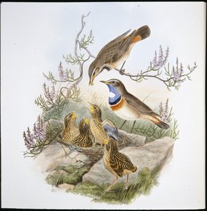 Weißkehl-Blaukehlchen (Cyanecula Leucocyana)