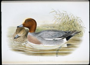 Pfeifente von John (after) Gould
