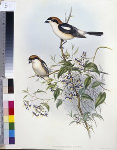 Rotkopfwürger (handkolorierte Lithografie) von John (after) Gould