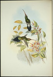 Yarquianischer Einsiedler (Phaethornis Yarugui) von John (after) Gould