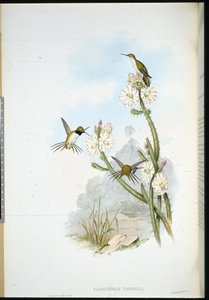 Yarrells Schlägerschwanz (Calothorax Yarrelli)