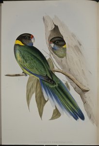 Gelbkragen-Sittich (Platycercus Semitorquatus)
