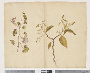Ipomea Pes; Celtis paniculata von John (attr. to) Doody