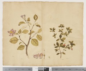 Lagunaria Patersonia; Alyxia gynopogon von John (attr. to) Doody
