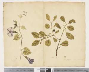 F.24 Ipomoea congesta; Elaeodendron curtipendulum, ca. 1790-95 von John (attr. to) Doody