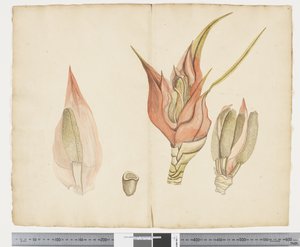 F.33 Freycinetia baueriana, ca. 1790-95