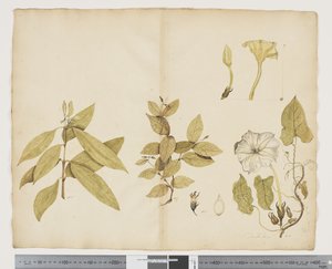 Wickstroemia Australis; Ipomea von John (attr. to) Doody