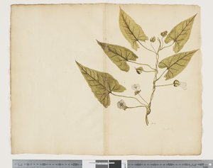 Calystegia affinis von John (attr. to) Doody