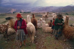 Peruanische Frauen und Lama-Herde von Walter Charles Mills