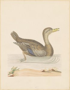 Rohanente von John Abbot