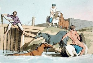 Badende Pferde, geätzt vom Künstler, veröffentlicht 1803 (Farblithografie) von John Augustus Atkinson