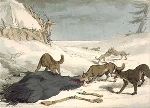 Die Wolfsjagd, Tafel 74 aus Band III von 