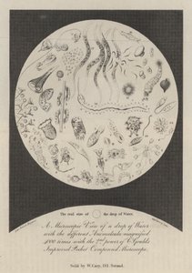 Eine mikroskopische Ansicht eines Wassertropfens von John Bacon