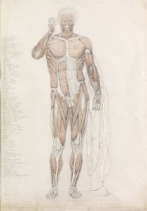 Anatomische Studie: Menschliche Muskulatur in Kontrapost von John Bathe