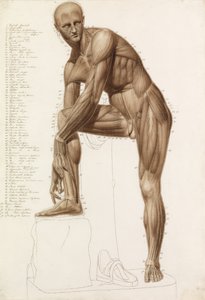 Anatomische Studie: Menschliche Muskulatur, in der Pose von Praxiteles