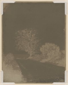 Baum am Straßenrand