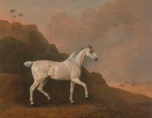 Ein grauer arabischer Hengst in einer Wüstenlandschaft von John Boultbee