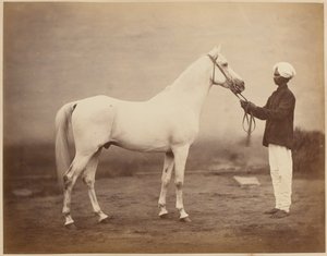 Pferd von Generalleutnant Sir Frederick Sleigh Roberts, "Vonolel", circa 1885
