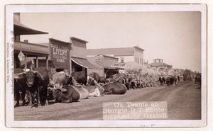 Ochsenkarren in Sturgis, D.T., veröffentlicht 1887 - 1892 (Foto) von John C. H. Grabill