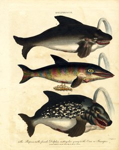 Delfinarten - Schweinswale und Orca