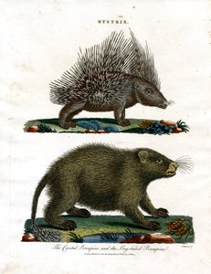 Hystrix (Stachelschweine)