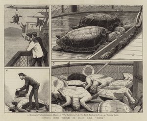 Heimbringen von Schildkröten an Bord der HMS Jumna von John Charles Dollman