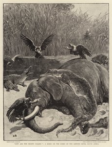 Wie sind die Mächtigen gefallen!, eine Szene am Ufer des Limpopo-Flusses, Südafrika