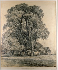 Ulmen im Old Hall Park, East Bergholt, 1817 (Bleistift) von John Constable