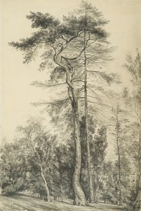 Tannen, ca. 1833