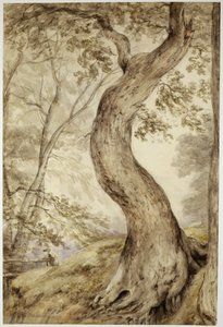 Baum in Helmingham, ca. 1800 von John Constable