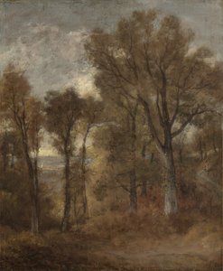 Waldszene mit Blick auf Dedham Vale