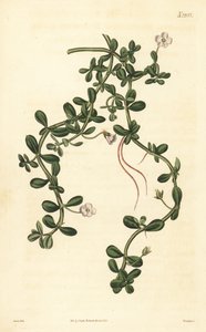 Brahmi oder Wassernabel, Bacopa monnieri von John Curtis