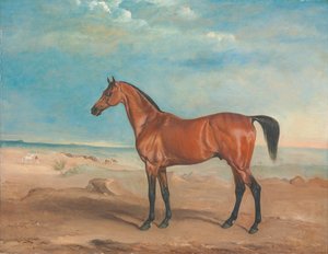 Der arabische Hengst 