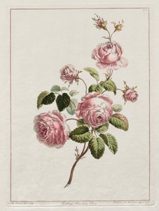 Eine Sammlung von Blumen nach der Natur gezeichnet - Kohlprovinzrose