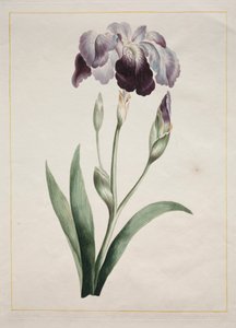 Japanische Iris (Große blaue Iris) von John Edwards