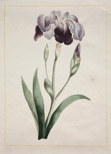 Japanische Iris Große Blaue Iris, 1801 von John Edwards