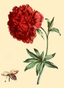 Pfingstrose: Paeonia Faemina Flore Pleno Rubro Majore
