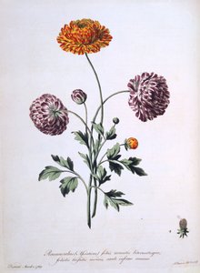 Ranunkel, Illustration aus 