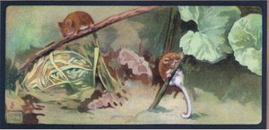 Siebenschläfer