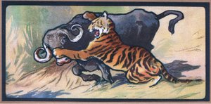 Tiger und Büffel