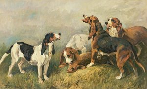 Hunde mit einem Hasen