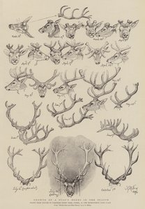 Wachstum eines Hirschgeweihs in einer Saison von John Everett Millais