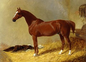 Ein braunes Rennpferd in einer Box, 1843 von John Frederick Herring Senior