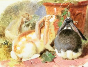 Studie von drei Widderkaninchen von John Frederick Herring Senior