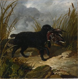 Ein irischer Wasserspaniel apportiert eine Stockente, 1849 von John Frederick Herring Senior