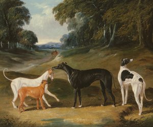 Windhunde, 