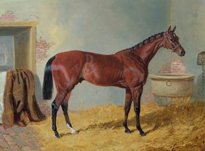 Nutwith in einem Stall von John Frederick Herring Senior